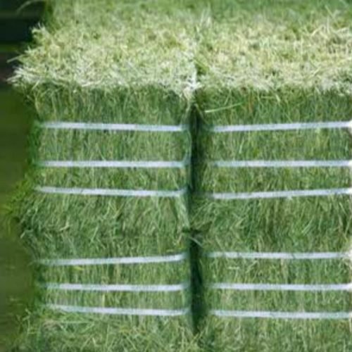 WhatsApp Image 2025-11-20 at 6.39.05 PM (1)